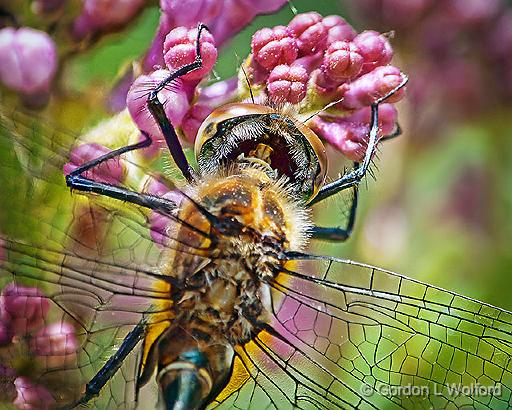 Dragonfly On A Lilac_DSCF02597-8BF.jpg - Photographed at Franktown, Ontario, Canada.